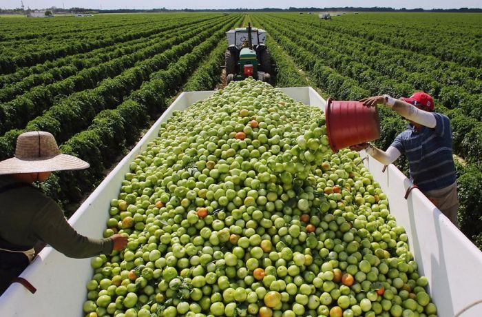 Наплыв туристов в Албанию истощил запасы сельхозпродукции 
