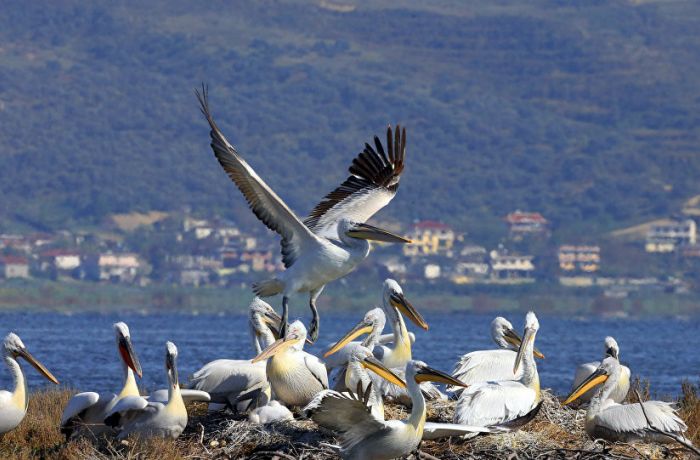 Экологи выступают против строительства курорта за $ 1,7 млрд в Албании