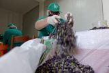 Спрос на лечебные травы из Албании резко вырос на фоне пандемии